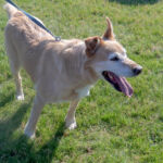 Dog Pantng
